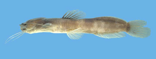 Myoglanis potaroensis