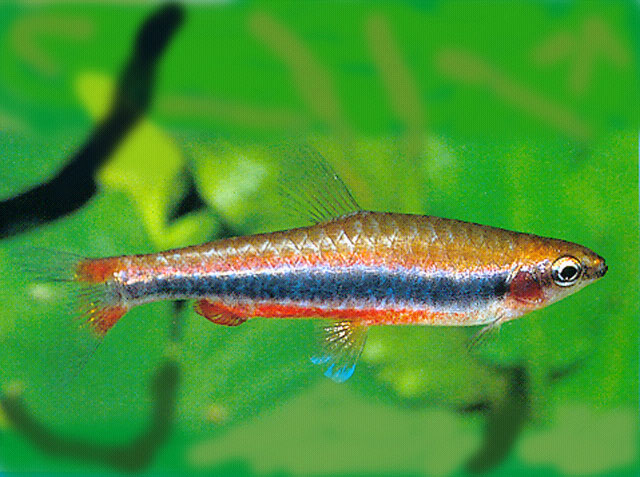 Nannostomus beckfordi