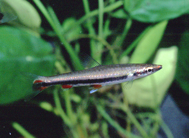 Nannostomus harrisoni