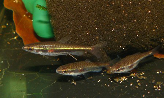 Nannostomus minimus