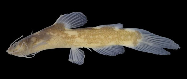 Nanobagrus nebulosus