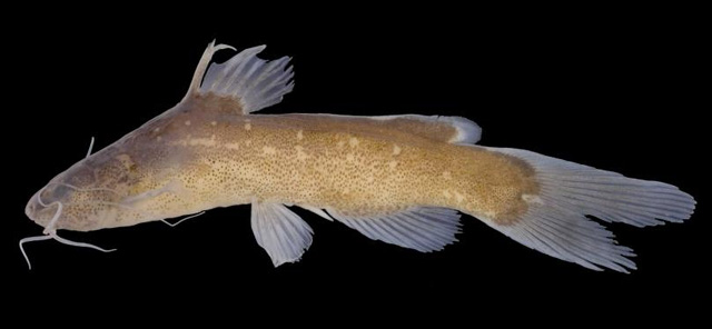 Nanobagrus stellatus