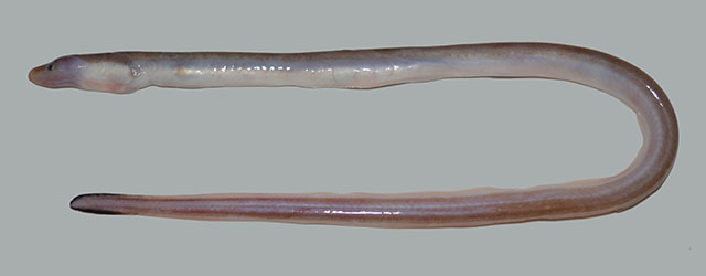 Neenchelys cheni