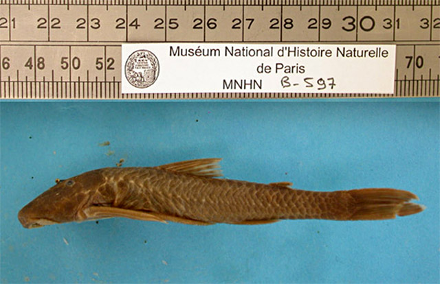 Neoplecostomus granosus