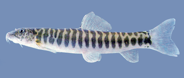 Neonoemacheilus labeosus