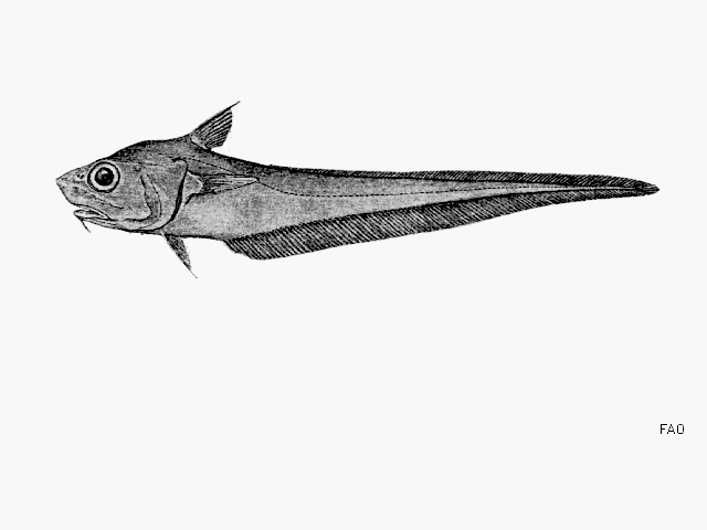 Nezumia liolepis