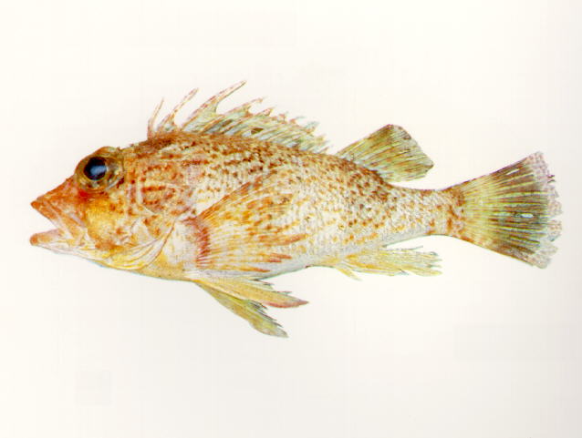 Neosebastes nigropunctatus