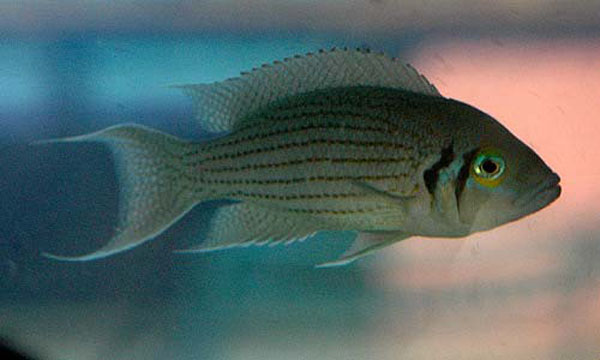 Neolamprologus olivaceous