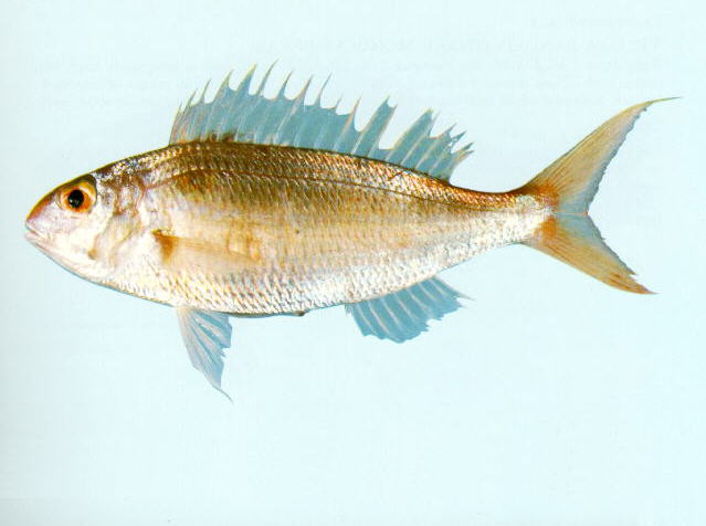 Nemipterus peronii