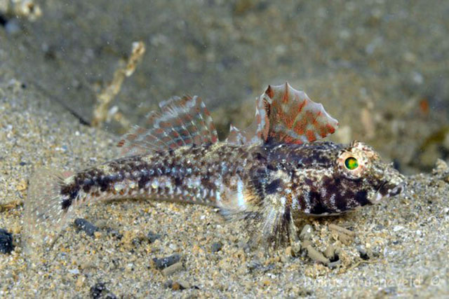 Nesogobius pulchellus