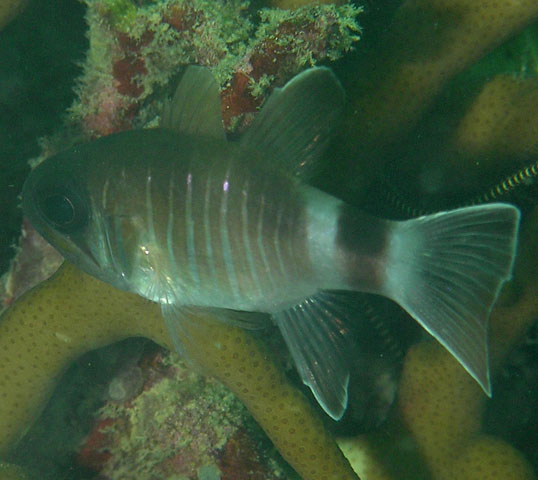 Nectamia similis