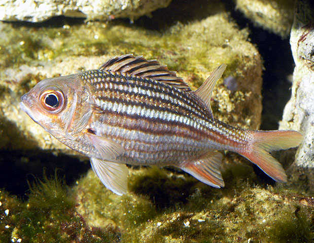 Neoniphon vexillarium