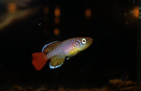 Nothobranchius albimarginatus