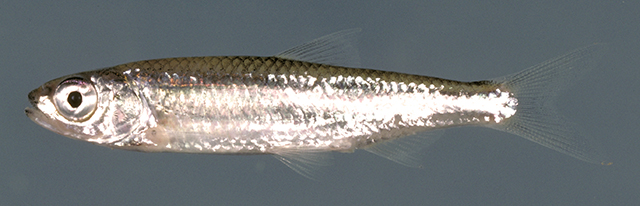 Notropis ariommus