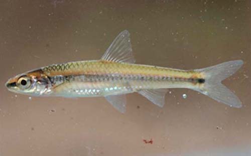 Notropis asperifrons