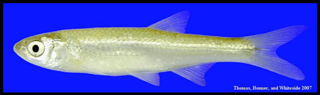 Notropis atherinoides