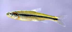 Notropis baileyi