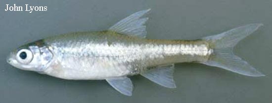 Notropis buchanani