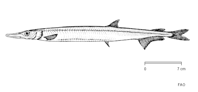 Notolepis coatsi