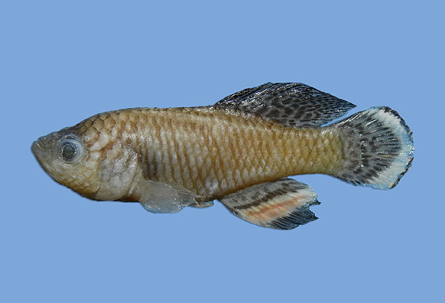 Nokat_m1.jpg