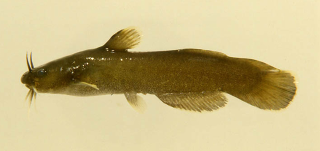 Noturus phaeus