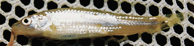 Notropis potteri