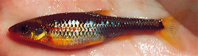 Notropis rubricroceus