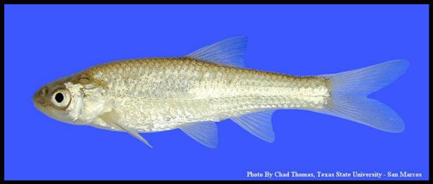 Notropis simus