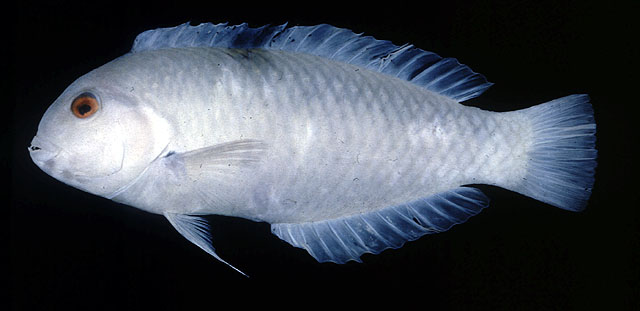 Novaculops pastellus