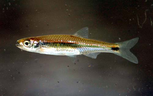 Notropis stilbius