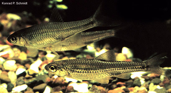 Notropis stramineus