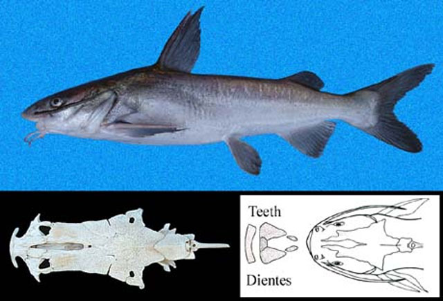 Notarius troschelii