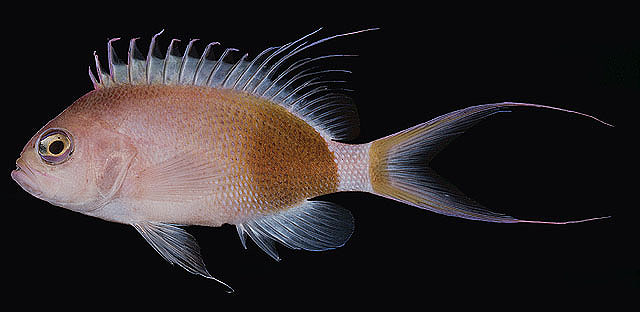 Odontanthias elizabethae