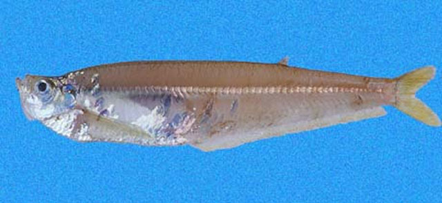 Odontognathus panamensis