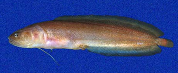 Ogilbia deroyi