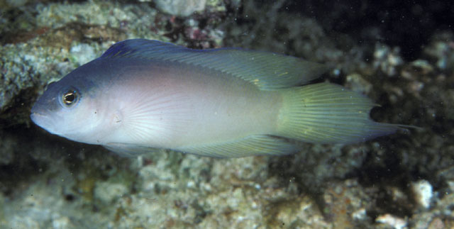 Oxycercichthys veliferus