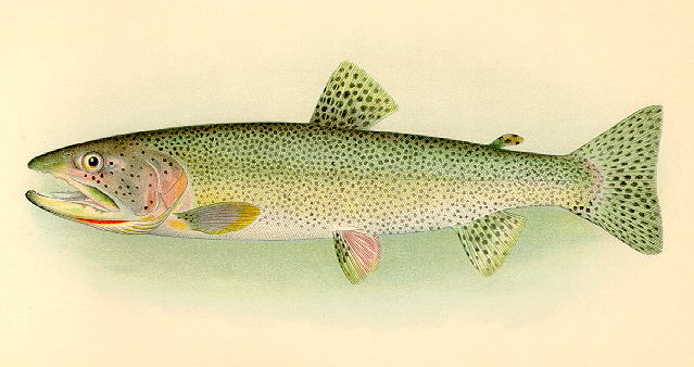 Oncorhynchus clarkii