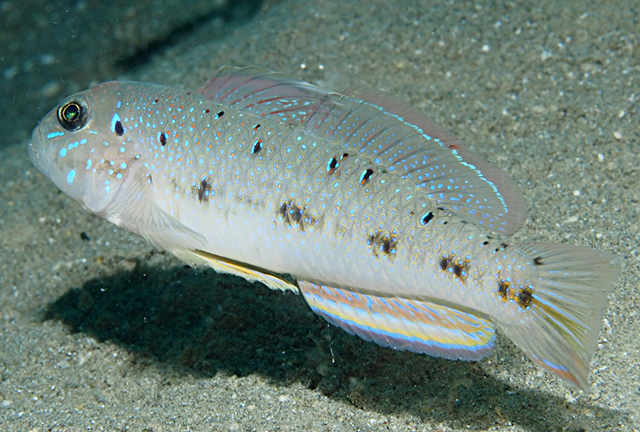 Oplopomus oplopomus