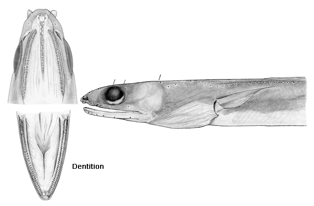 Ophichthus tomioi