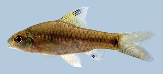 Oreichthys duospilus