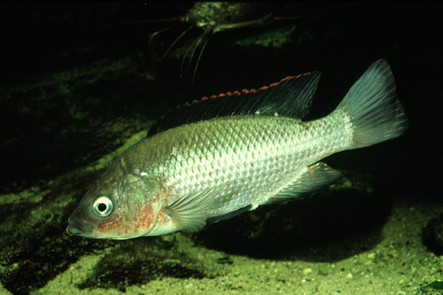 Oreochromis esculentus