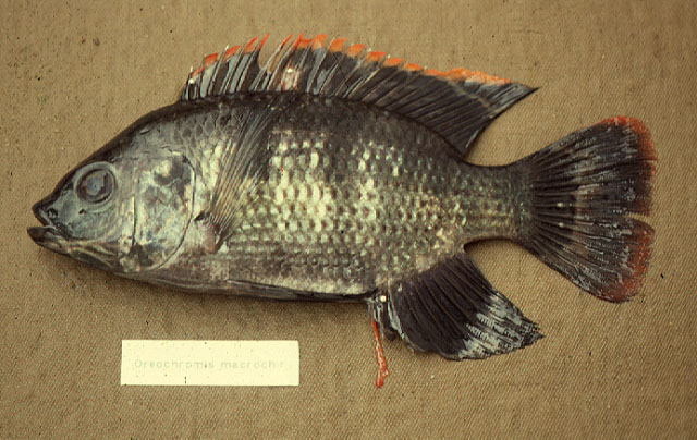 Oreochromis macrochir