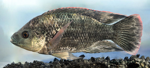 Oreochromis mossambicus