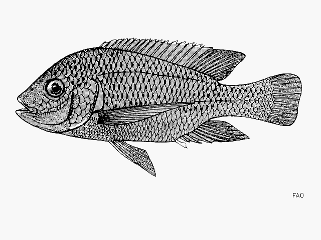 Oreochromis saka