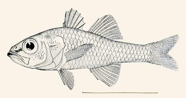 Ostorhinchus atrogaster