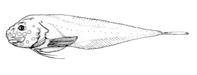 Osteodiscus cascadiae