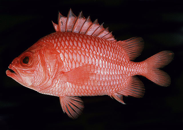 Ostichthys sandix