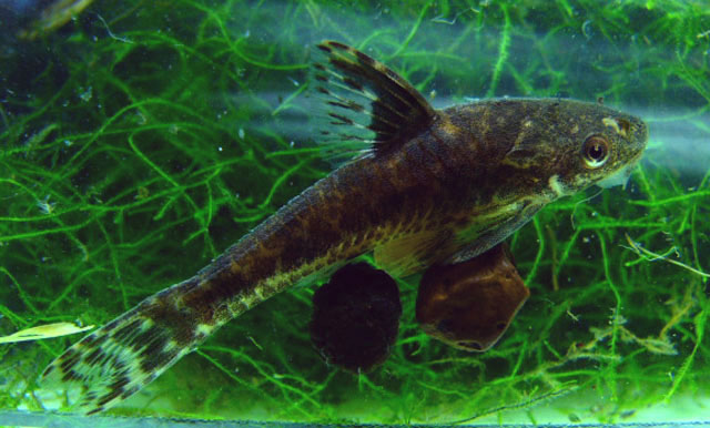 Otocinclus flexilis