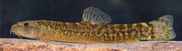 Oxynoemacheilus chomanicus