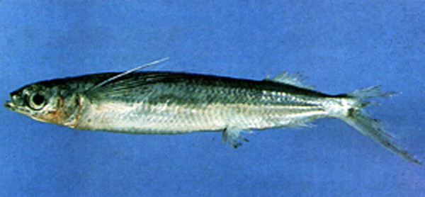 Hemiramphus convexus